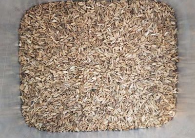 Fenchel